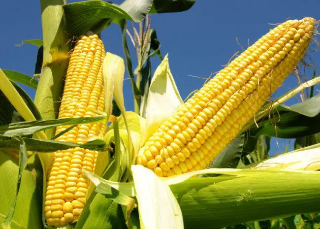 Kenya lifts ban on GMOs.