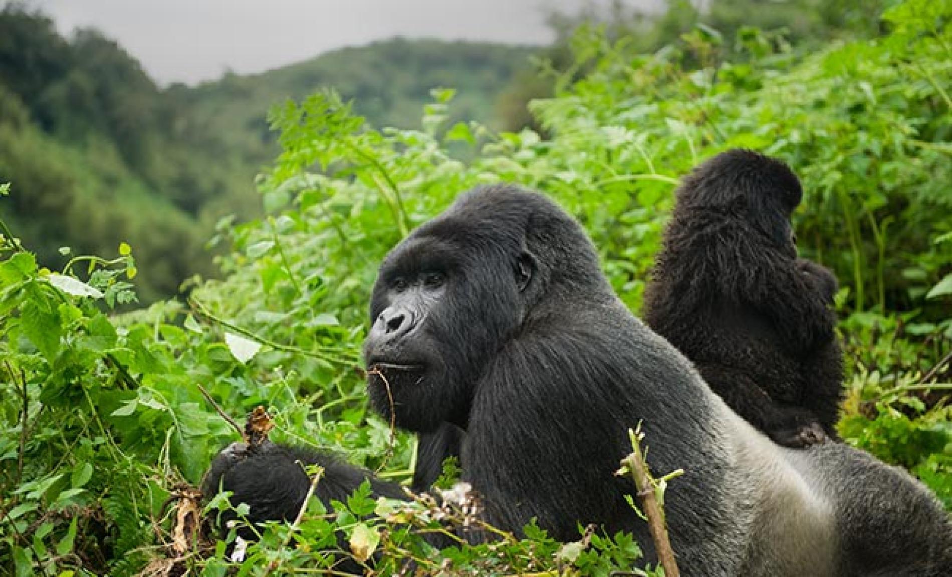 Gorilla trekking in Rwanda is a key contributor to the economy. 
