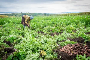 GMOs in Africa