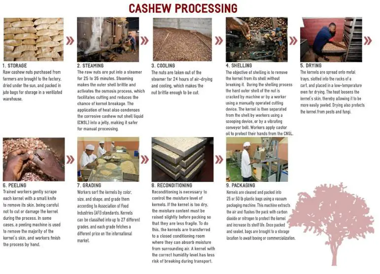 The infographic details the steps of cashew processing, from the arrival of raw cashew nuts at the factory gate through their commercialization. www.theexchange.africa