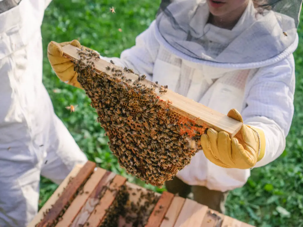 Tanzania beekeeping industry alone is estimated to generate about US$ 1.7 million each year from sale of honey and beeswax. Photo/bee&bloom