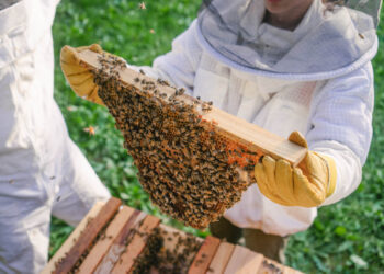 Tanzania beekeeping industry alone is estimated to generate about US$ 1.7 million each year from sale of honey and beeswax. Photo/bee&bloom