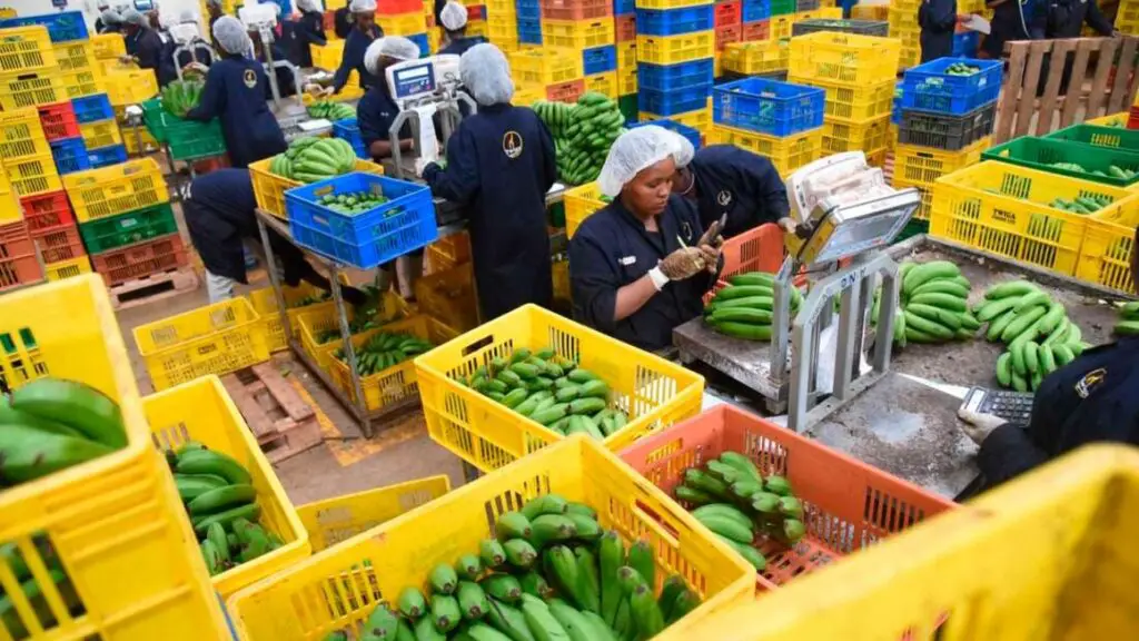 Workers sorting bananas and arranging them into creates at Twiga Foods Limited in Syokimau in Nairobi on May 30, 2019. www.theexchange.africa