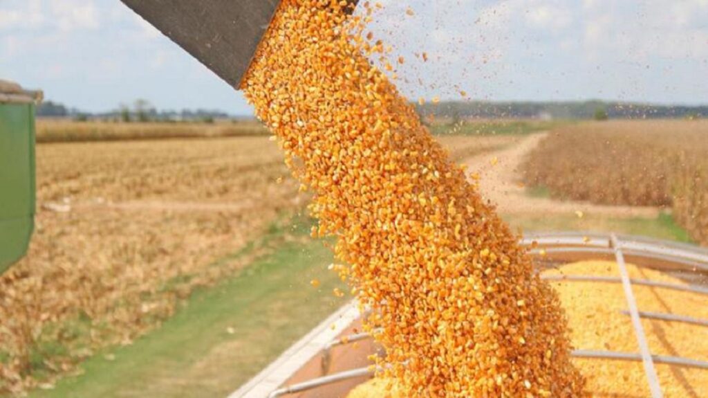 Corn Falling from Combine Auger into Grain truck. www.theexchange.africa