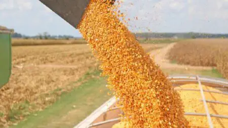 Corn Falling from Combine Auger into Grain truck. www.theexchange.africa
