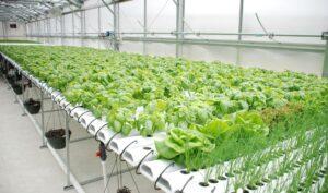 Some of the plants usually grown hydroponically include tomatoes, cucumbers, peppers, and lettuces. www.theexchange.africa