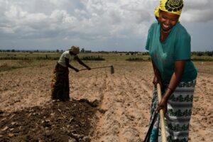 martin.mwita Transforming agriculture Africa