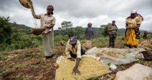 Bidco Africa seeking suppliers of soybeans, sunflower seeds in Kenya Bidco Africa Soybeans and sunflower farmers