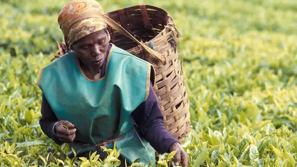 Yara Tanzania, Crop Insurance, Agriculture in Tanzania