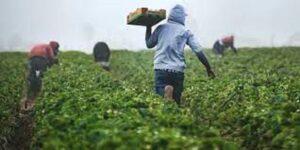 Profit-making idea: Crowdfarming in Rwanda. www.theexchange.africa