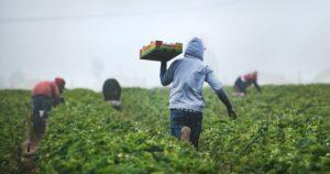 Youths returning to rural areas to farm commercially
