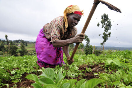 Agricultural productivity in Africa