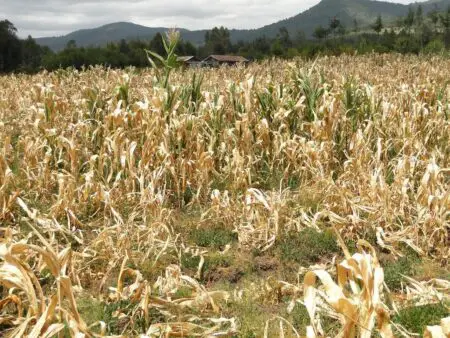 Crop failure Orthodox Missions Kenya