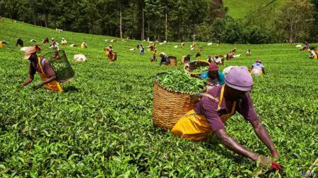 Kenya's tea sector