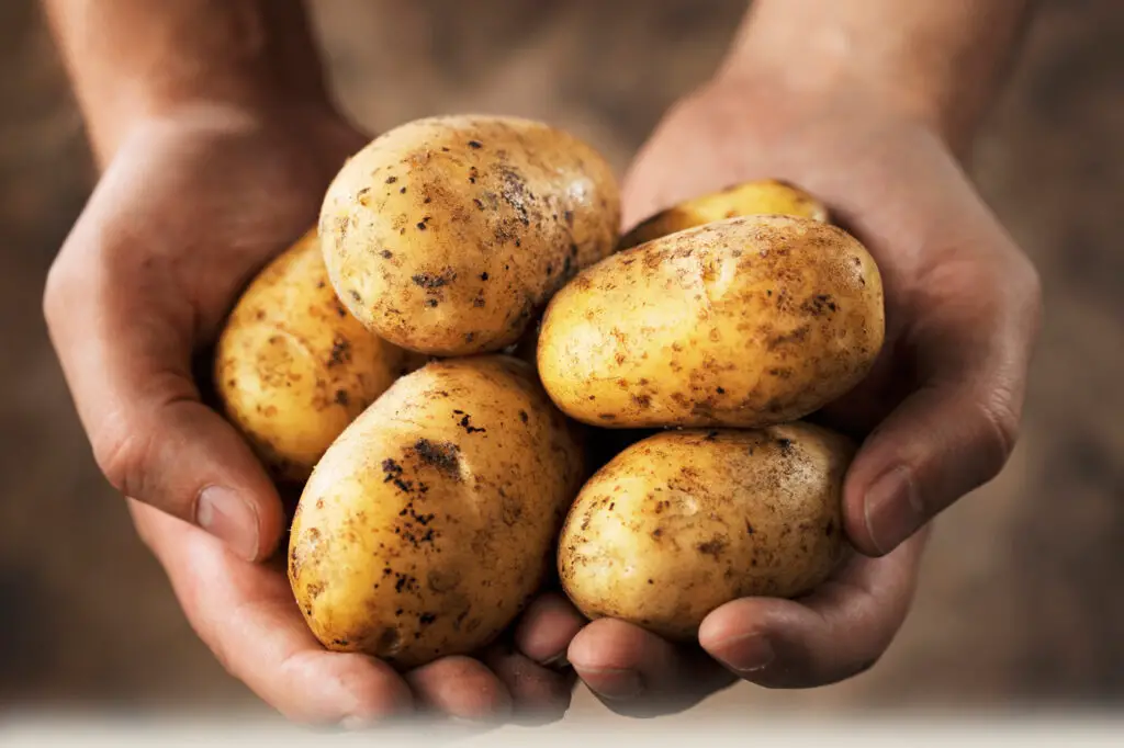 Potatoes Africa