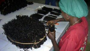 Tanzania’s vanilla: Where gold and flavor unite vanilla