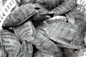 Egypt’s Nile Delta fish industry feeling the heat of urbanization River Nile Delta Fish Farming