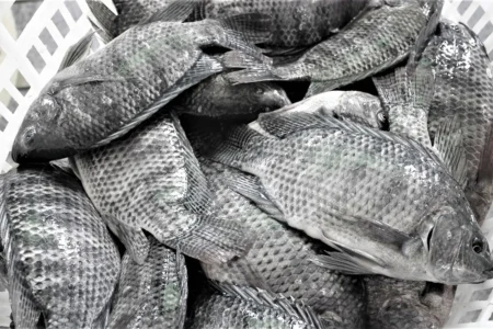 River Nile Delta Fish Farming