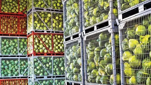 Cold storage for fresh produce could help restore food security in Africa