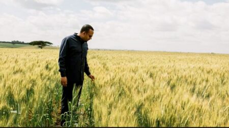 Wheat in Ethiopia CREW AfDB