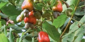 Harnessing the potential of Tanzania’s cashew nut cash cow cashew pic
