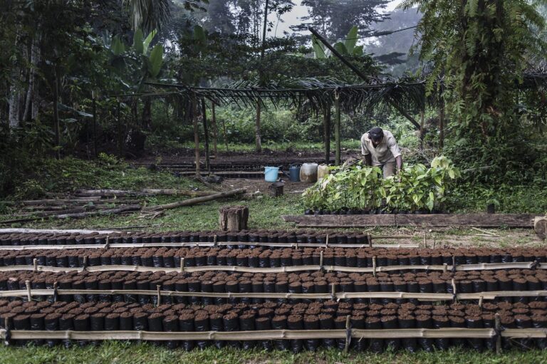 Agriculture Mozambique