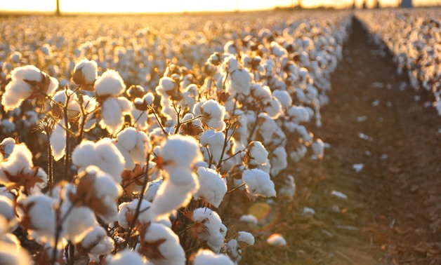 Fashion in Egypt is largely driven by cotton production