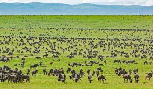 Tanzania upbeat to become Africa’s top tourism destination Tanzania's tourism industry | Serengeti National Park