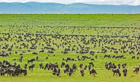 Tanzania's tourism industry | Serengeti National Park