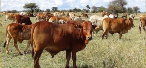Tanzania’s livestock vaccination paves the way for meat export boom meat export Tanzania