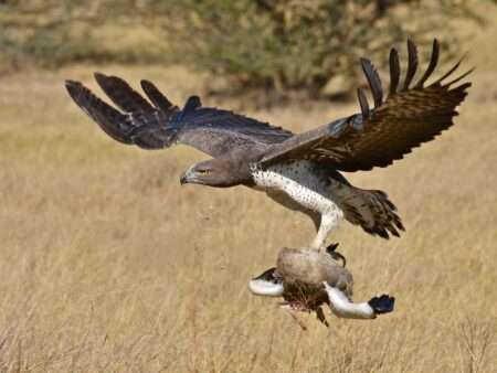 How human activity is pushing Africa’s birds of prey into alarming decline Africa's birds of prey
