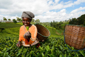 Kenya's Tea Exports Increase
