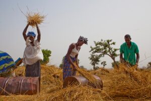 The Gambia's agriculture