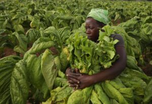 tobacco's toll tobacco production and consumption