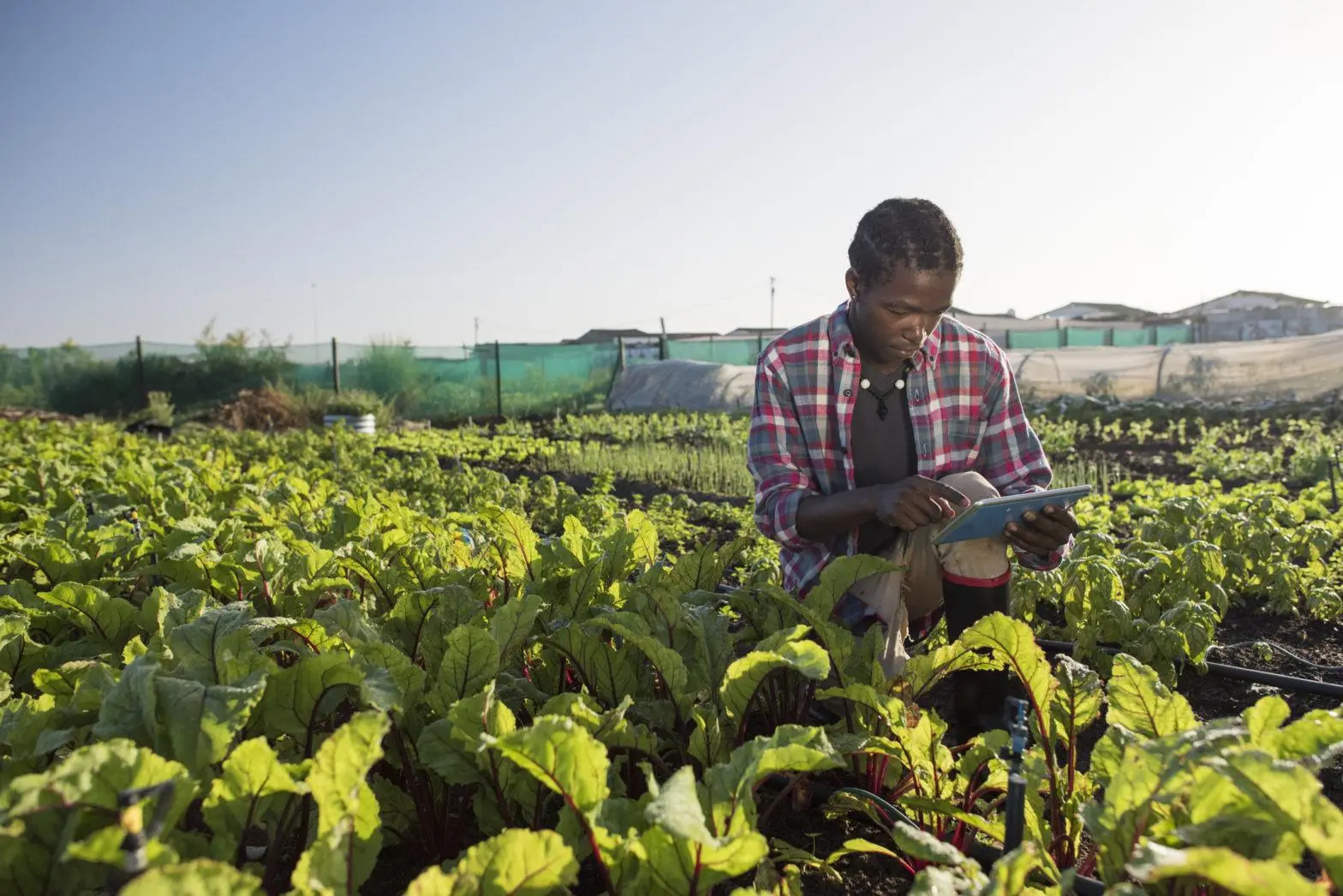 Africa's agritech potential