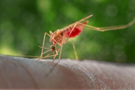 malaria-free Africa