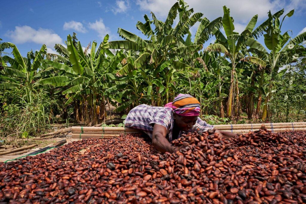 Cocoa prices