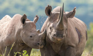 black rhinos