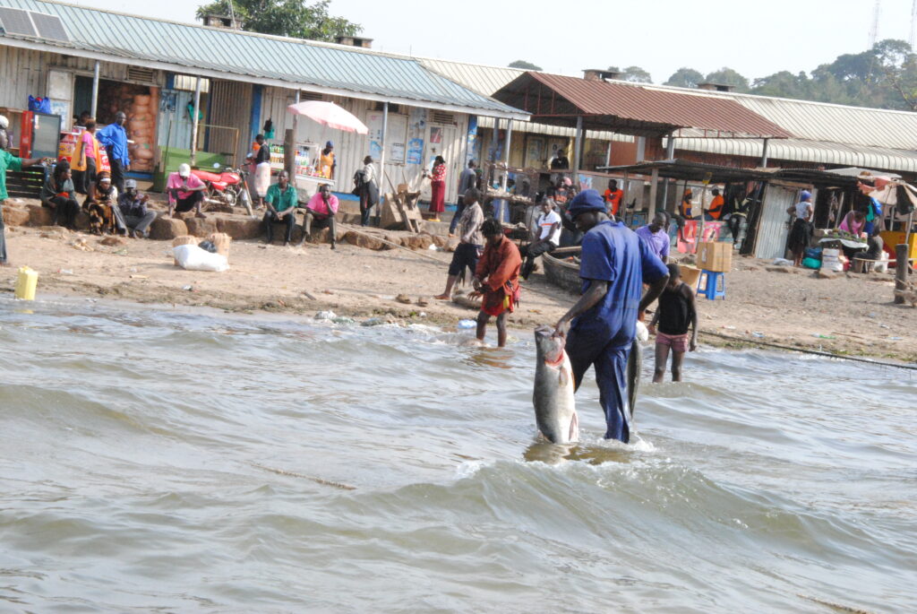 overfishing in Lake Victoria