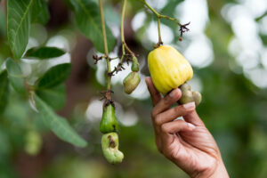 cashew nuts