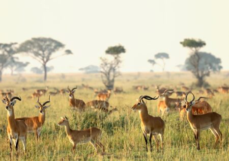 South Sudan