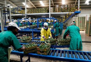 Tanzania's avocado exports