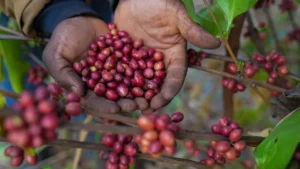High coffee, gold prices see Eastern Africa defy Trump tariffs to post export growth Eastern Africa commodity prices