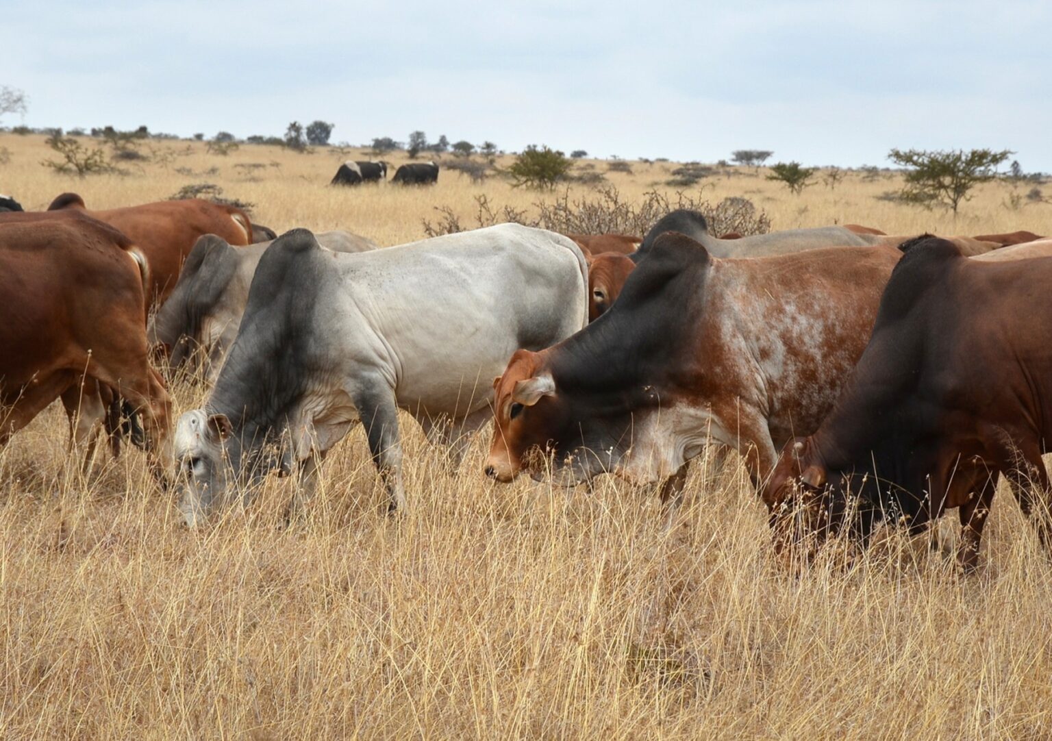 Livestock farming under pressure as Africa needs to balance food security and emission cuts Livestock farming in Africa