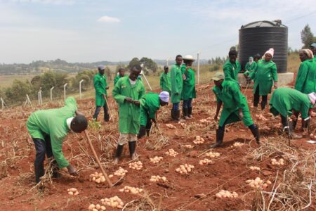 Biotech industry: Kenya quietly evolves into Africa’s crop-editing research capital Biotech-potato