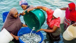 Africa’s bluetech financing: How investor education and tailored investments could unlock capital Africa's Bluetech economy Africa's blue economy