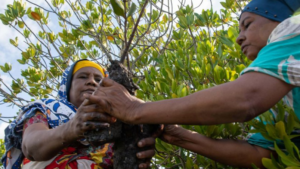 ESG and Carbon Finance in Africa: How Nature’s Value is Evolving into a Prime Investment ESG Carbon Finance Africa