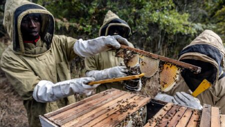 Africa’s Beekeeping Boom: Investment Goldmine in Tanzania’s Honey Sector for 2026 and Beyond Africa's beekeeping sector