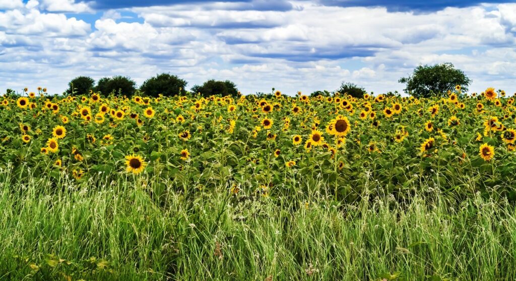 Tanzania’s Edible Oil Sector: Billions in Sight as Investors Target Youth and Women-Led Growth Tanzania's edible oil industry