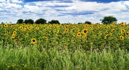 Tanzania's edible oil industry